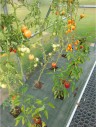 Zahradní skleník z polykarbonátu Gutta Gardentec Standard