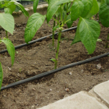 Zahrada - Kapkové zavlažování pro skleníky Drop